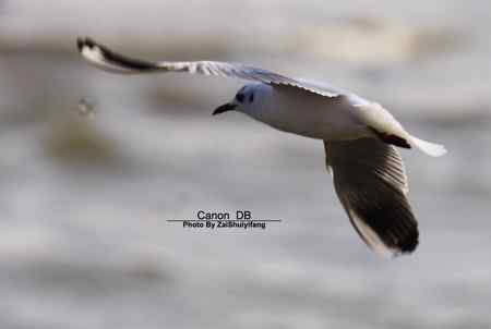 北戴河的海鷗越來越多……