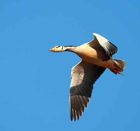草海斑头雁魅力高清晰组图
