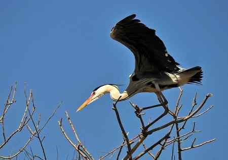 枝尖上的舞者－苍鹭