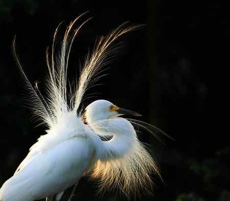 10首拍象山白鹭一组