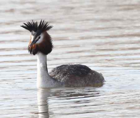 太阳岛的鸟  凤头