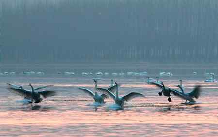 三门峡黄河湿地天鹅大联展