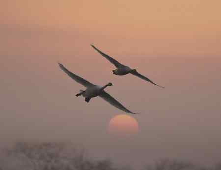 走进鄱阳湖观鸟【组图】