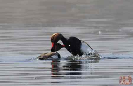 浑河初开丽鸭来：赤嘴潜鸭