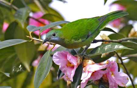 春天杭州的一组林鸟