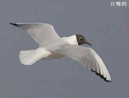鸟类辨识：红嘴鸥和棕头鸥