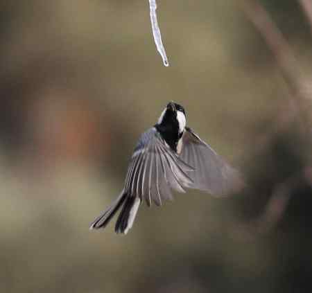 大山雀完美悬飞吃冰棍！