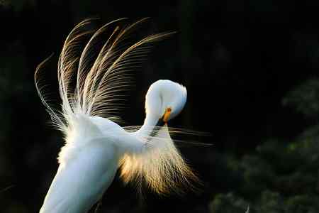 10首拍象山白鹭一组