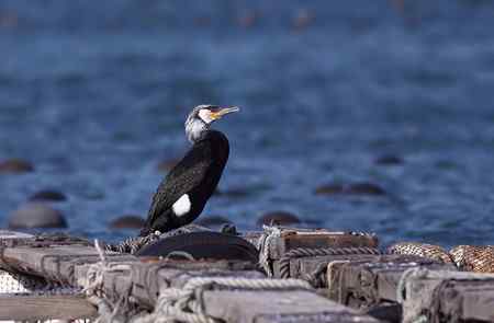 辽宁的春天鸟——海鸬鹚