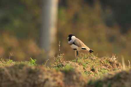 中国的四种麦鸡