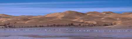 大漠 天鹅 环境