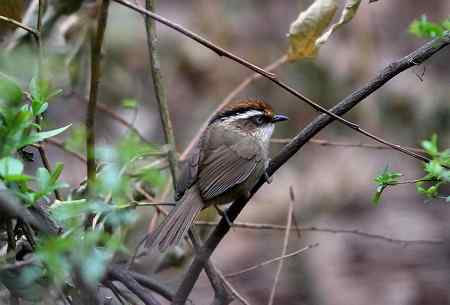 四种不易分辨的雀鹛