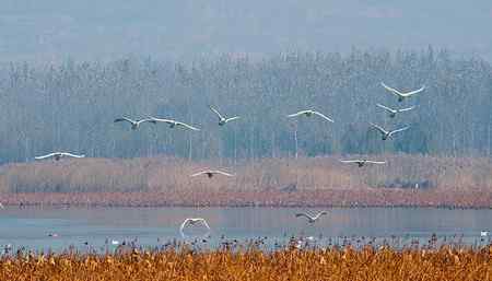 三门峡黄河湿地天鹅大联展