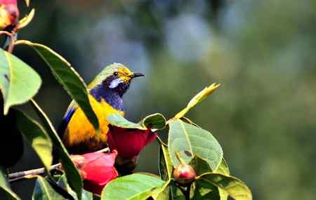 护花使者 雌雄橙腹叶鹎