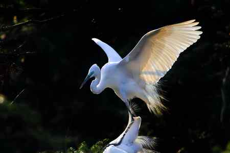 拍不够的象山鹭