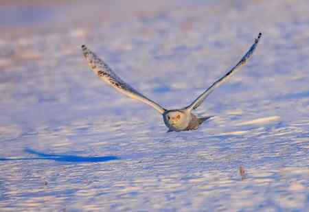 雪鸮魅力高清晰图片