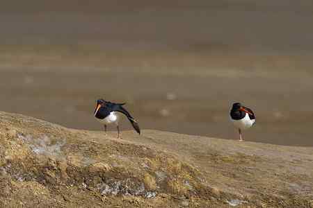 蛎鹬春天的故事