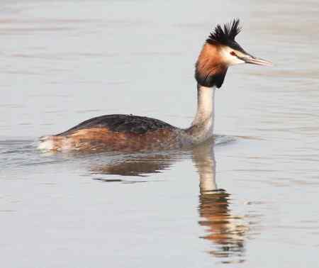太阳岛的鸟  凤头