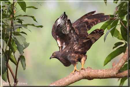 再見蜂鷹 高清晰美图