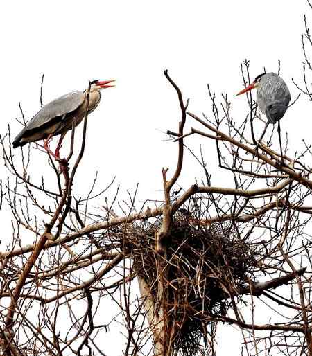 第三者出现，一只苍鹭开始叫了，