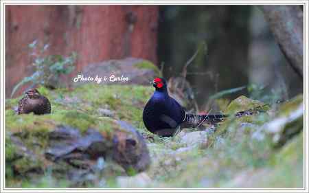 台中大雪山瑰寶——蓝腹鹇、帝雉