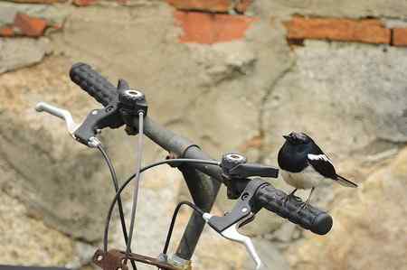 近日金门拍鸟作品