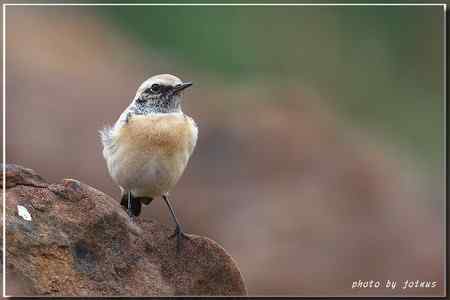 漠即鳥 台湾迷鸟