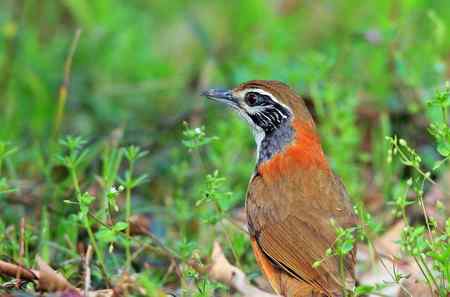 黑领噪鹛与樱花
