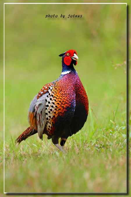 環頸雉【组图】