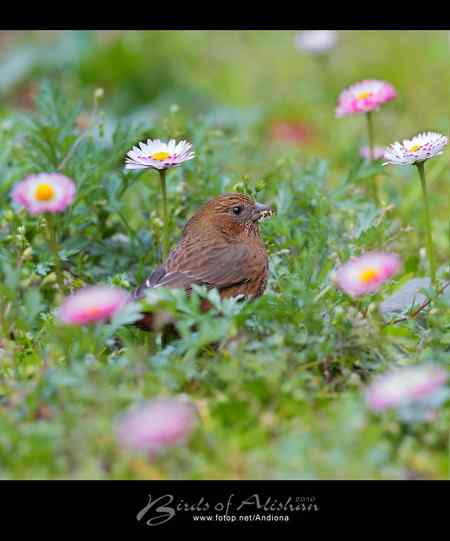 台湾阿里山酒红朱雀 Vinaceous Rosefinch 台湾阿里山酒红朱雀 Vinaceous Rosefinch