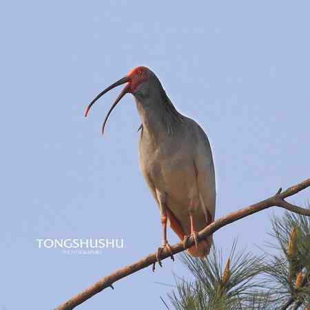 一只朱鹮标准像