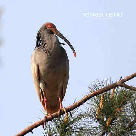 一只朱鹮标准像
