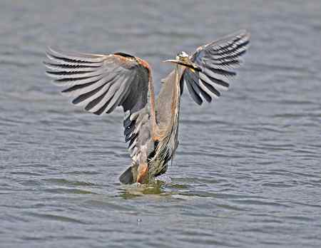 苍鹭吃鱼 美国洛杉矶