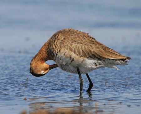 黑尾塍鹬 梳理羽毛