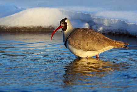 忻州牧马河的鹮嘴鹬