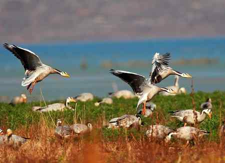 草海斑头雁魅力高清晰组图