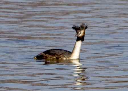 请教鸟名 鸭绿江
