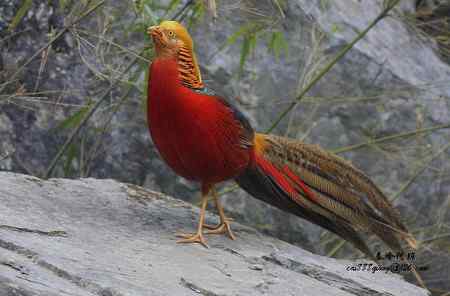 下午5点以后去找“鸡”