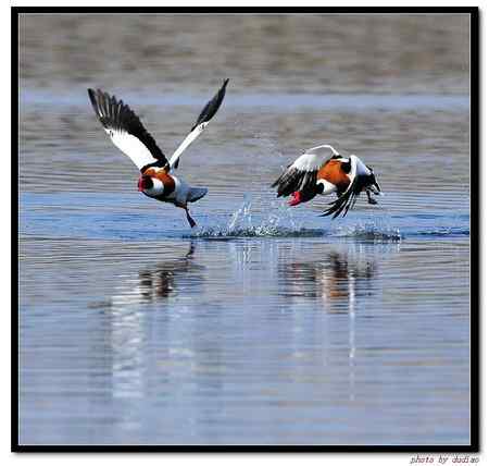翘鼻麻鸭谈恋爱 为爱而战
