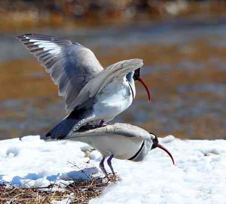 忻州牧马河的鹮嘴鹬
