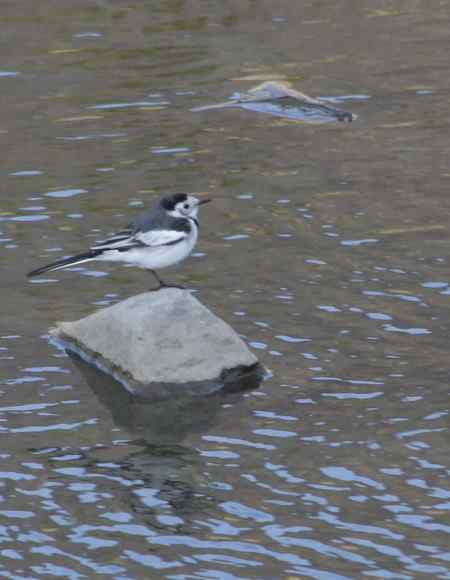 请教两种鸟名：三道眉草鹀？