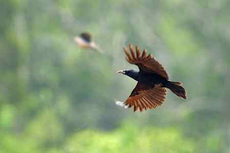 近日金门拍鸟作品