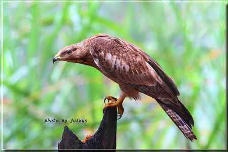 2010雨中的蜂鷹【美图】