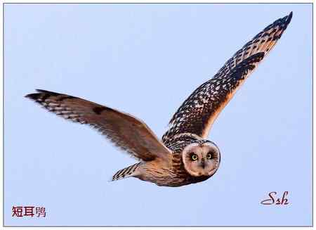 京城猛禽【组图】