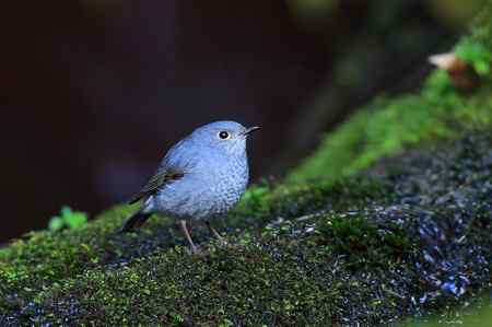 台湾 紅尾水鴝 台湾 紅尾水鴝