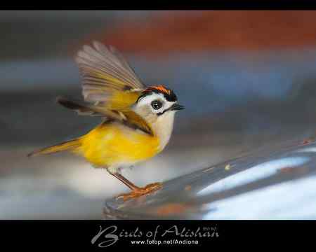 火冠戴菊 Taiwan Firecrest