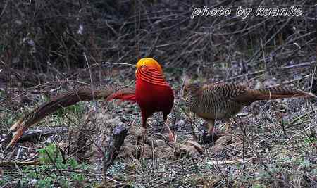 春天的红腹锦鸡
