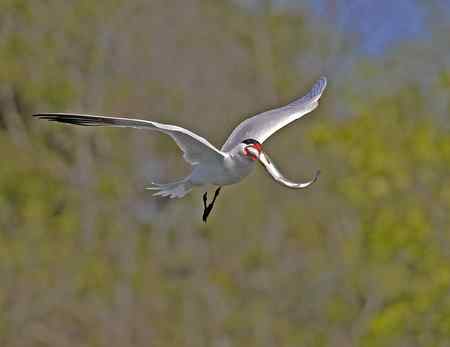 美国洛杉矶的燕鸥