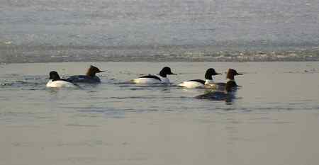 生境片：普通秋沙鸭