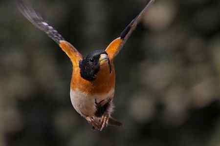 燕雀——跳跃版！